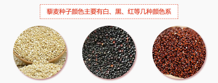 藜麥種子顏色主要有白、黑、紅等幾種顏色系，營養(yǎng)成分相差不大，其中白色口感好，黑、紅色口感相對差些，籽粒也較小。