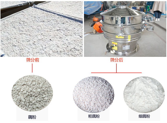 蓮藕淀粉曬干，采用304不銹鋼材質(zhì)藕粉振動篩篩分后前后對比效果圖展示。